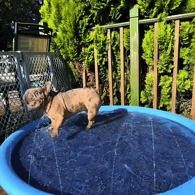 Whiskloo™-The Splash Pad Pets Can’t Get Enough Of