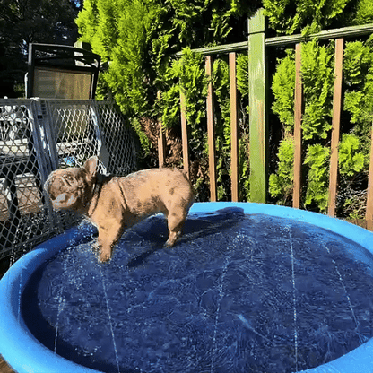 Whiskloo™-The Splash Pad Pets Can’t Get Enough Of